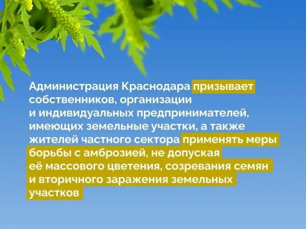 Борьба с амброзией